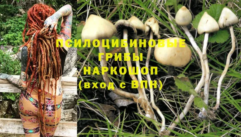 как найти закладки  Красноперекопск  Галлюциногенные грибы Cubensis 